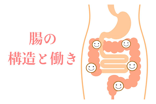 structure-of-intestine-02
